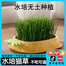 猫草盆栽种籽育苗盘懒人水培小麦草种子化毛球幼猫咪零食宠物用品