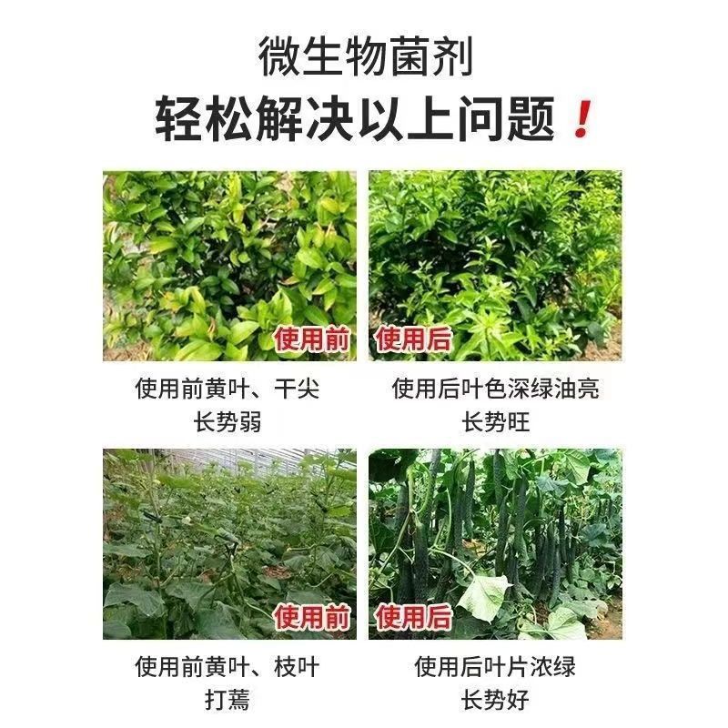 50グラム袋入り枯草芽胞菌農業用栽培抗重作根壮苗改善土壌微生物菌剤|undefined