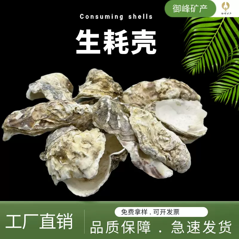 牡蛎壳生蚝壳滤材鱼池过滤材料海蛎壳装饰鱼缸生化底滤缸贝壳