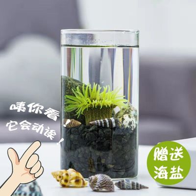 水培生态瓶DIY办公室绿植海葵海藻创意迷你盆栽活物能量瓶|ms
