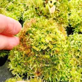 苔藓植物水苔 苔藓植物水苔品牌 图片 排行榜 阿里巴巴