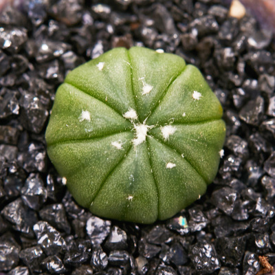 별주머니 각 3~4cm (뿌리가 벗겨진 상태로 배송)