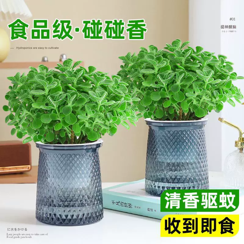 Съедобные розмариновые растения в горшках, листья, рассада, офисные зеленые растения, репеллент от комаров, гидропонные растения и цветы.