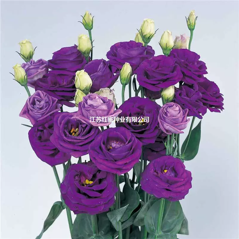 Импортные двойные семена эустомы крупноцветковой, срезанные цветы, Four Seasons, легко обитаемые комнатные и уличные цветущие растения, семена цветов в горшках