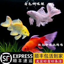 顺丰锦鲤鱼活鱼冷水淡水鱼苗观赏鱼金鱼小型好养耐活纯种红白三色