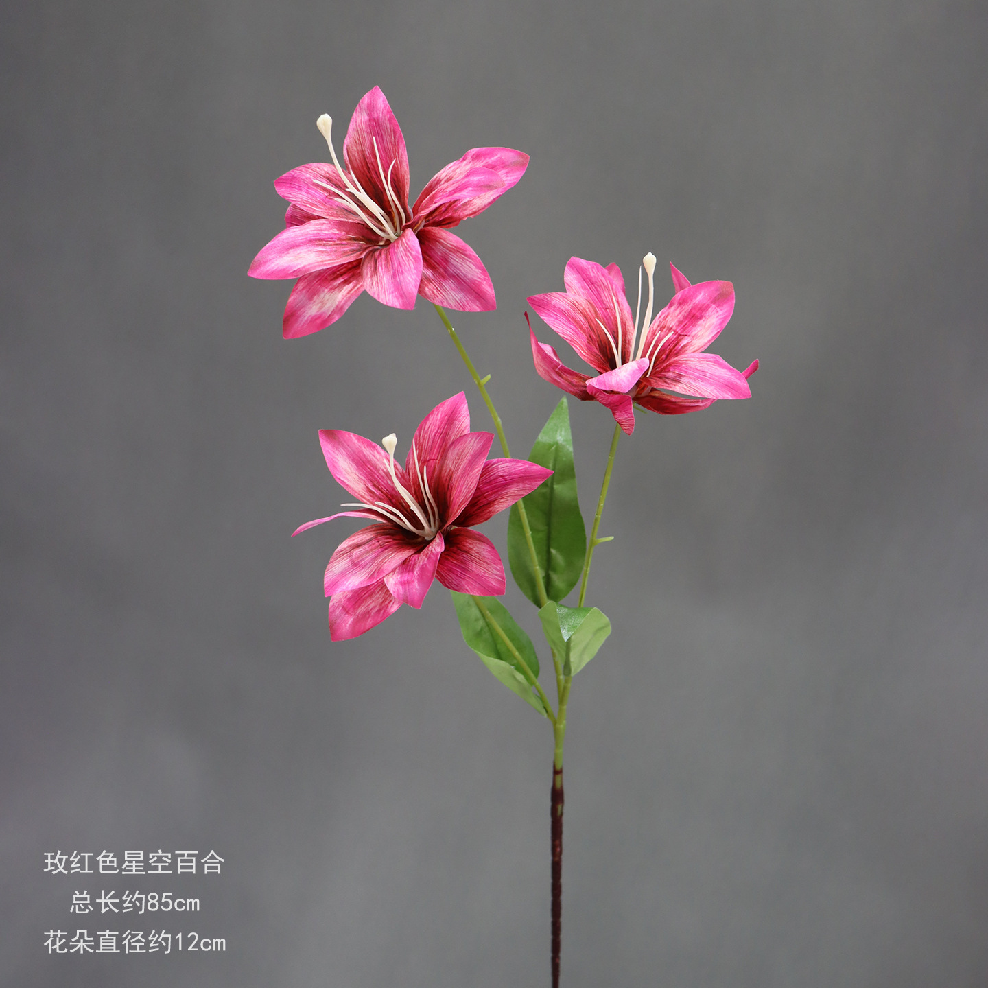 진달래 핑크 별빛 백합