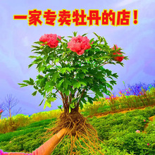 ĵ�����������Դ���������ڎ�����ĵ�����N�ļ��ذ껨��ĵ������