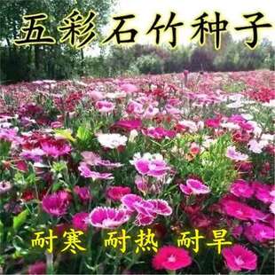 ���ʯ�񻨷N���ļ��̨�����׻�횰�ʯ����ʯ������ʯ���ﲥ