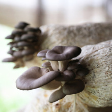 Ģ���������l��ʳ��Ģ���������@Ģ�������� 3������F؛Ģ������