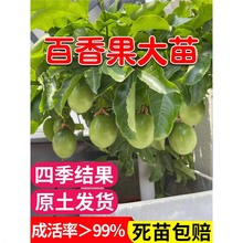 百香果树果苗盆栽树苗南方北方庭院黄金水果树种植苗四季结果好养