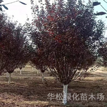 批发紫叶李红叶李树苗庭院园林绿化工程用苗风景树规格全紫叶稠李