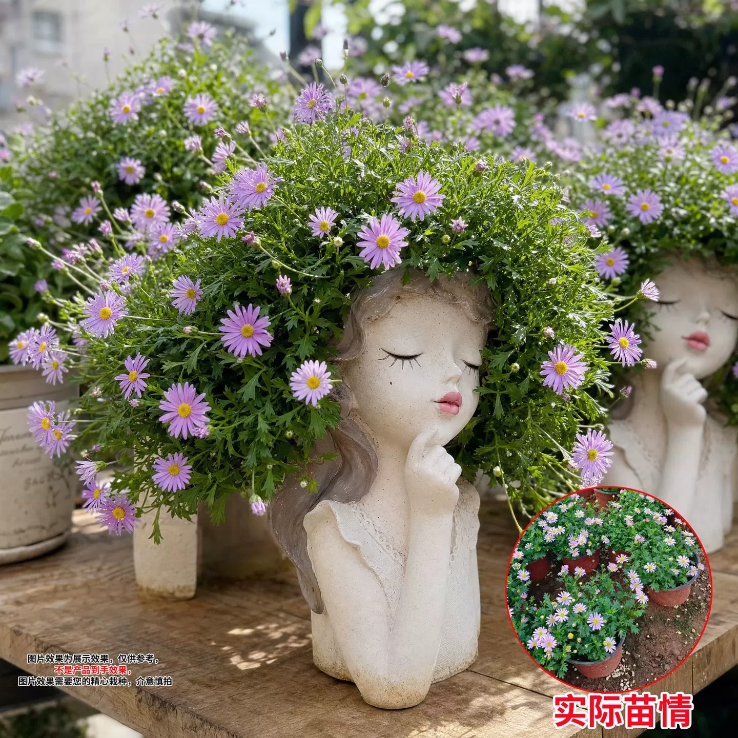 【超美仙女花盆】姬小菊+仙女盆