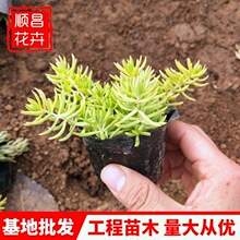 ��ײ�Ѩ�P�� ��픾G�����~��ײ� ���^ֲ�ﻨ�ܳ������߾�����