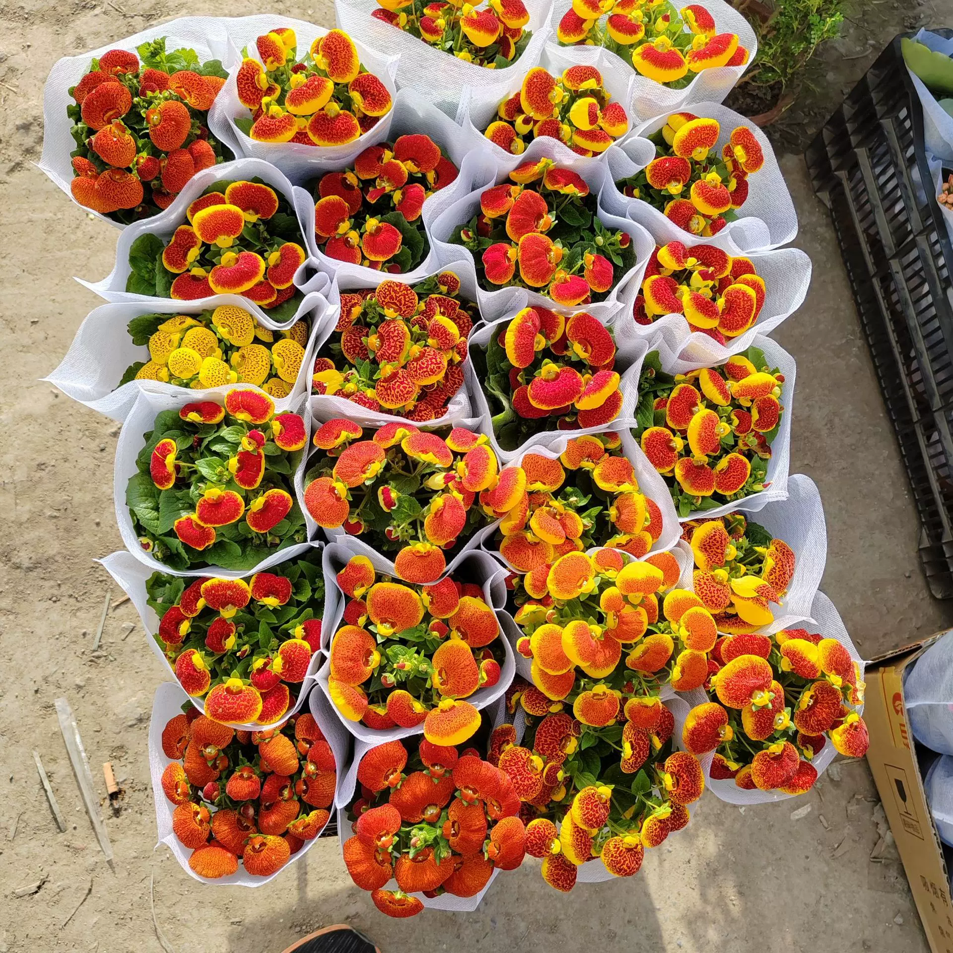 观花盆栽荷包花 花卉盆栽花草蒲包花观叶 芳香花卉观叶观花