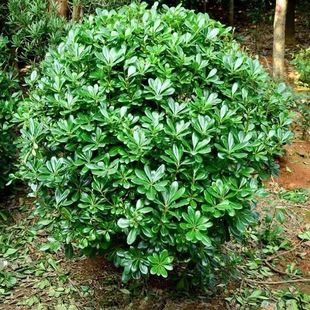 Wholesale Pittosporum Seedlings, Pittosporum Balls, Evergreen Saplings, Mosquito Repellent Grass, Wall Hedges, Planting in the North and South