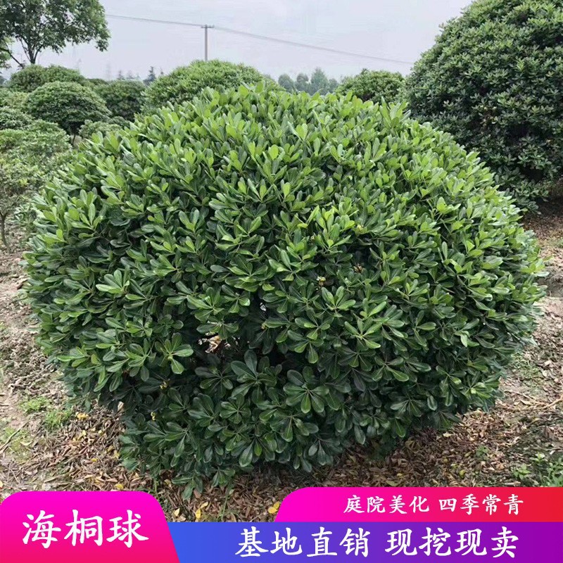 海桐球四季常青树苗开花气味芳香围墙绿篱笆耐寒工程园林绿化小苗