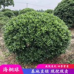 海桐球四季常青树苗开花气味芳香围墙绿篱笆耐寒工程园林绿化小苗