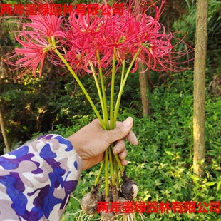 Wholesale of Clivia Bulbs, Amaryllis Bulbs, Clivia Seeds, Mandala Bulbs, E-Commerce Exclusive