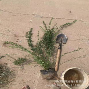 ӭ�������� ɽ�¾G������ֲ�� �������^�G�� ����ر��G�h