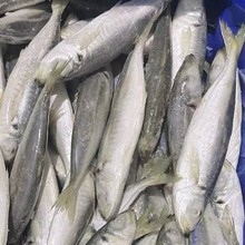 批发冷冻巴浪鱼 刺巴鱼 单冻 片冻 出口 内销