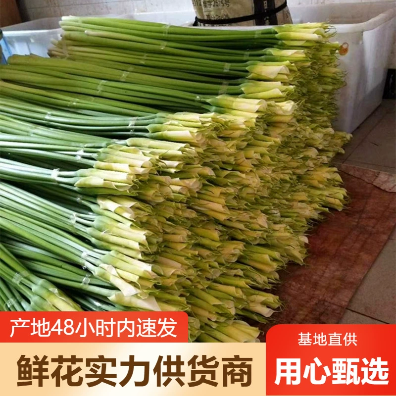 Цветы каллы оптом, цветы Юньнань, прямая партия, свадебные украшения, цветочный магазин, цветы для ларьков, групповая покупка, поставка