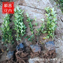 冬青树苗卫矛瓜子小叶黄杨 耐寒庭院围墙绿篱 四季常青大叶黄杨球
