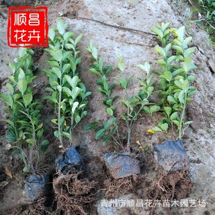 Holly Saplings, Gooseberry, Melon Seeds, Small-Leaf Boxwood, Cold-Resistant Courtyard Wall Hedge, Four-Season Evergreen Large-Leaf Boxwood Balls