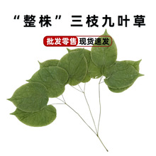 长白山整株野生淫羊藿500g圆叶男性滋补三枝九叶草厂家批发中药材