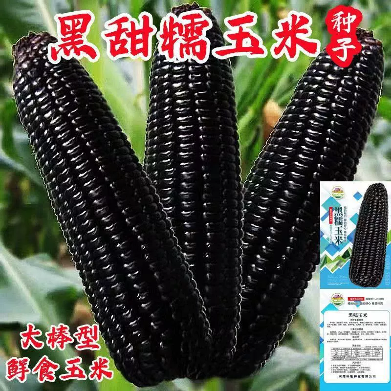 Черные сладкие восковые семена кукурузы Черная восковая Кукуруза Сладкие восковые семена кукурузы Свежая Кукуруза без ГМО черная Кукуруза оптом