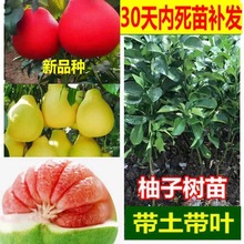 新品種泰國紅寶石青柚正宗暹羅紅皮柚子無籽蜜柚沙甜柚沙田柚無核