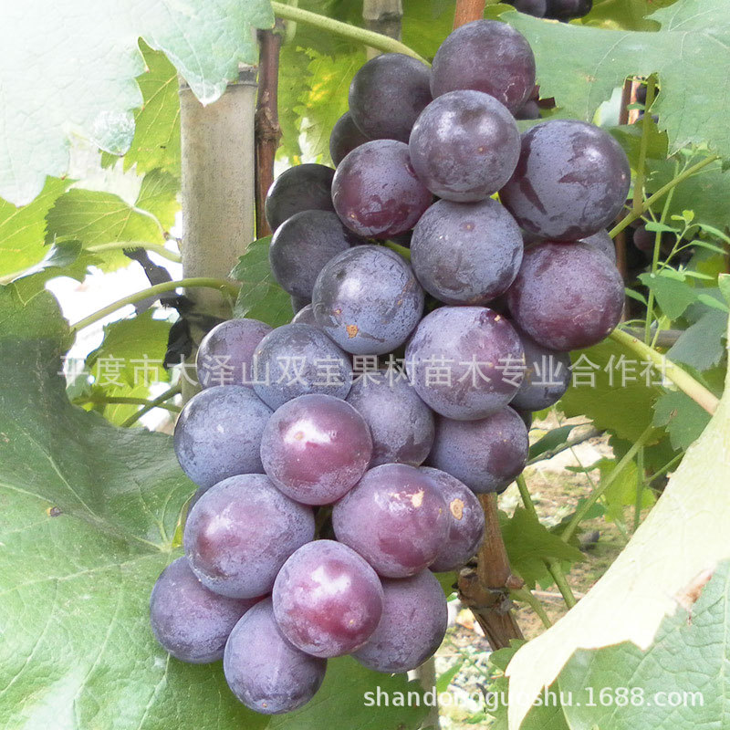 户太八号葡萄苗 北方南方种植嫁接扦插新品种果树苗木当年结果