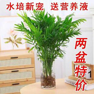 ����Ҭ��ˮ��ֲ�������ˮ�B���F���Կ͏d�k����������B�Gֲ����