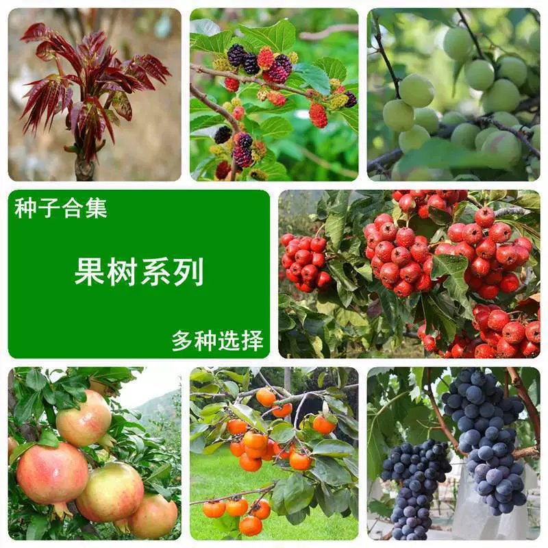 Производитель 36 видов семян фруктовых деревьев, семян лайчи, белых орехов, личи, лонган, ароматной чесноки, грецких орехов, перца, винограда и семян грецких орехов.