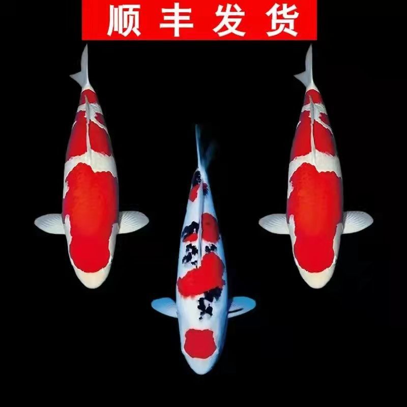 巨型大锦鲤观赏鱼锦鲤活鱼冷水鱼淡水鱼宠物鱼大大型锦鲤活体批发