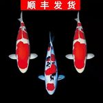 巨型大锦鲤观赏鱼锦鲤活鱼冷水鱼淡水鱼宠物鱼大大型锦鲤活体批发