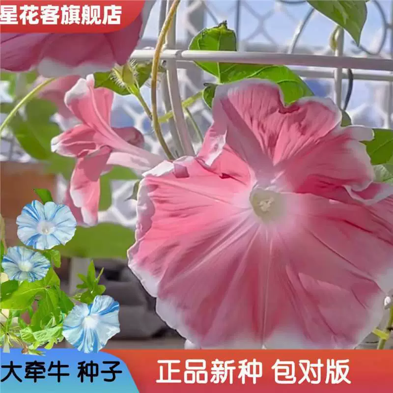 Большие семена ранней славы для вьющихся растений на открытом воздухе, цветы ранней славы, легко выращиваются в любое время года, подходят для горшечных растений на балконе и постоянно цветут во дворе.