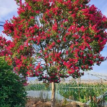 西安苗圃大量供应美国三红紫薇树 陕西百日红批发 丛生紫薇树造型