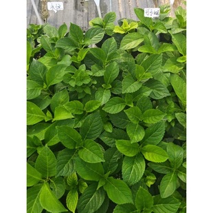 Dropshipping Hydrangea Seedlings Endless Summer Hydrangea Seedling Base Straight Hair Potted Courtyard