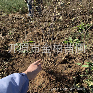 Small-Leaf Lilac Saplings, Clusters of Four-Season Lilac Flower Cup Seedlings, Courtyard Garden Ornamental Lilac Flower Hedge Shrubs