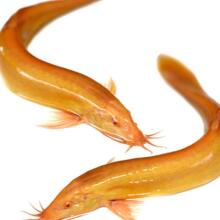 �q���������q���B���q��ˮ�~С���~�ͻ���w�^�p�~���]