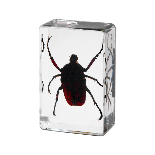 4.5CM small size Leather-spotted beetle