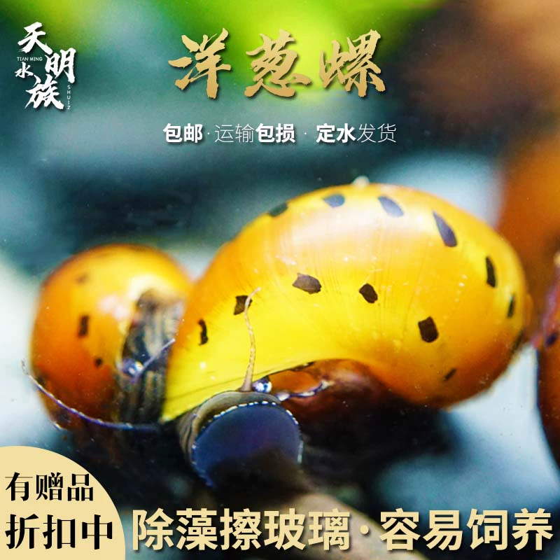 Бесплатная доставка, высококачественные импортные луковые улитки, живые пресноводные тропические рыбки, декоративные улитки, мощная щетка для удаления водорослей, инструмент для резервуара, улитки