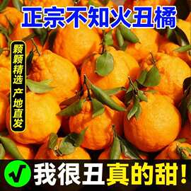 四川眉山不知火丑橘丑当季新鲜现摘水果橘子薄皮丑柑橘整箱桔子