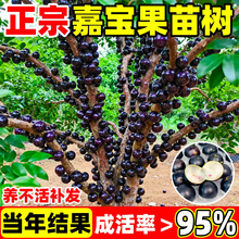 �ļ��Ό�����䮔��Y�����Ѽt���ش�޽����ϱ����Nֲ���Ԏ�����