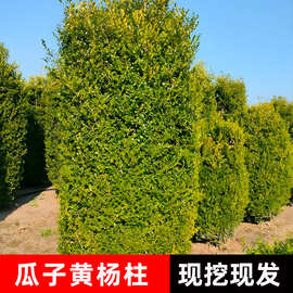 瓜子黄杨柱园林道路工程绿化四季长青不落耐寒庭院圆柱造型黄杨树