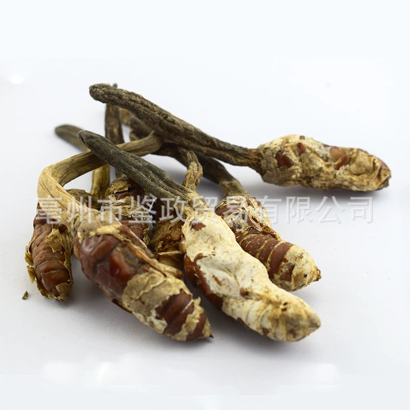 Golden Cicada Flower Jin Chan Hua Cordyceps-like Fungus Dried Whole Herb 500g Traditional TCM Ingredient key features