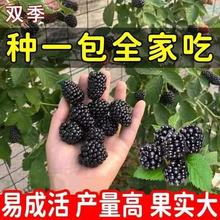 羳؛ԘݮNӷN縲Ӵݘ{ݮt÷