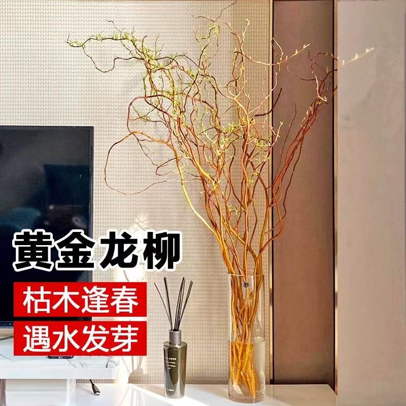 Golden Dragon Willow Fresh Branches Hydroponic Plants Are Easy to Maintain Indoors, Green Plants with a High-End Feel for the Living Room, Real Flowers That Grow Roots When Exposed to Water