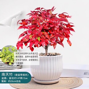 �t�~�������辰�����ͺ��t�~ֲ���҃����̨ͥԺ�ļ����Bֲ��