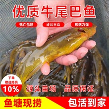 观赏鱼小金鱼活鱼红草金锦鲤锦鲫摆摊捞钓套圈冷水鱼一件代发批发